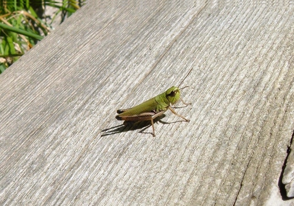 Ortotteri delle Orobie valtellinesi (Sondrio)